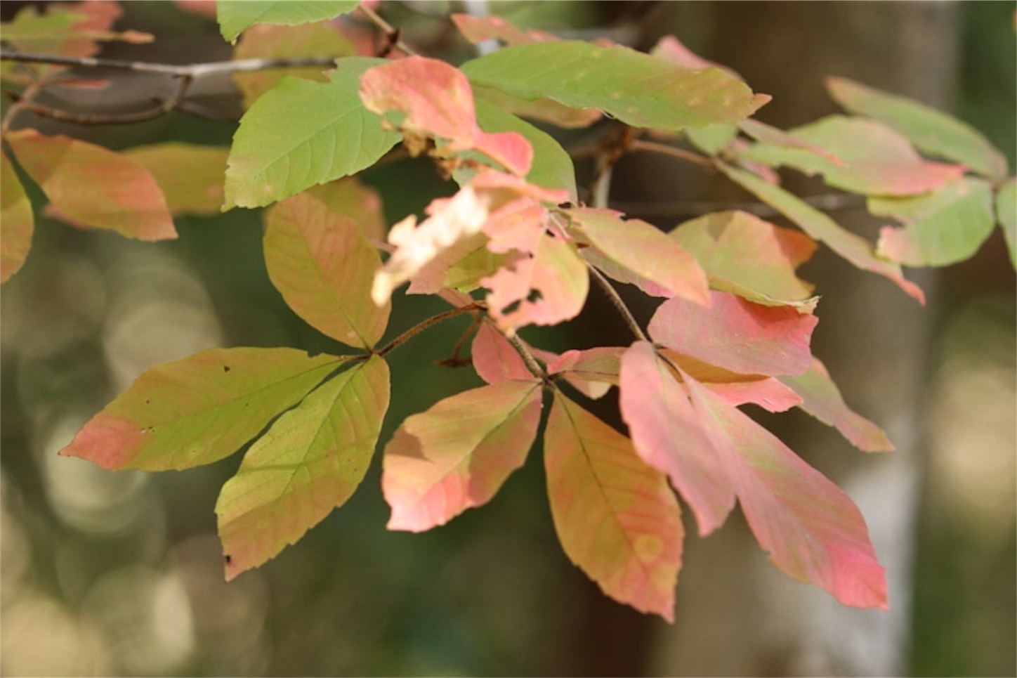 f:id:Jiroviolet:20191113200505j:image f:id:Jiroviolet:20191113200505j:image