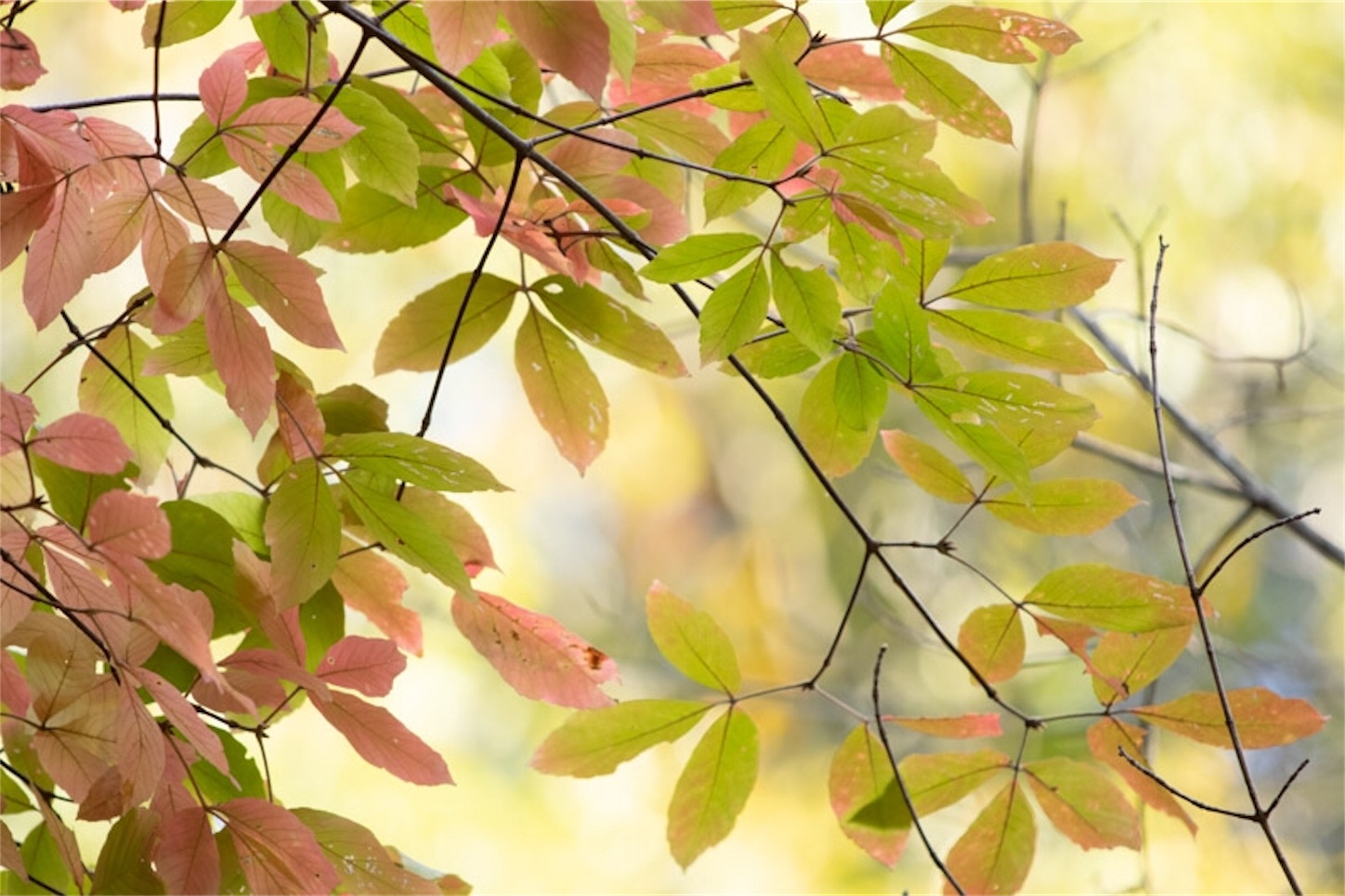 f:id:Jiroviolet:20191113200508j:image f:id:Jiroviolet:20191113200508j:image