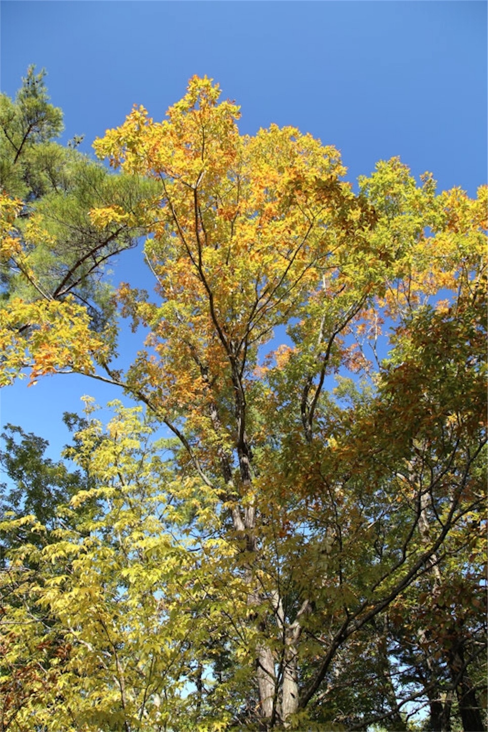 f:id:Jiroviolet:20191113214322j:image