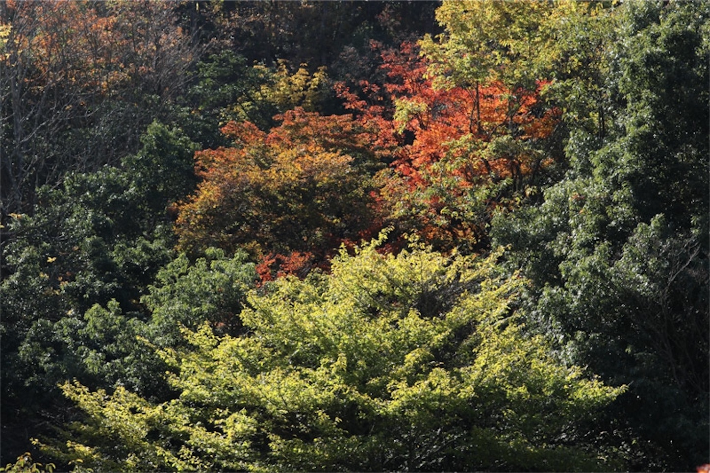 f:id:Jiroviolet:20191113215339j:image