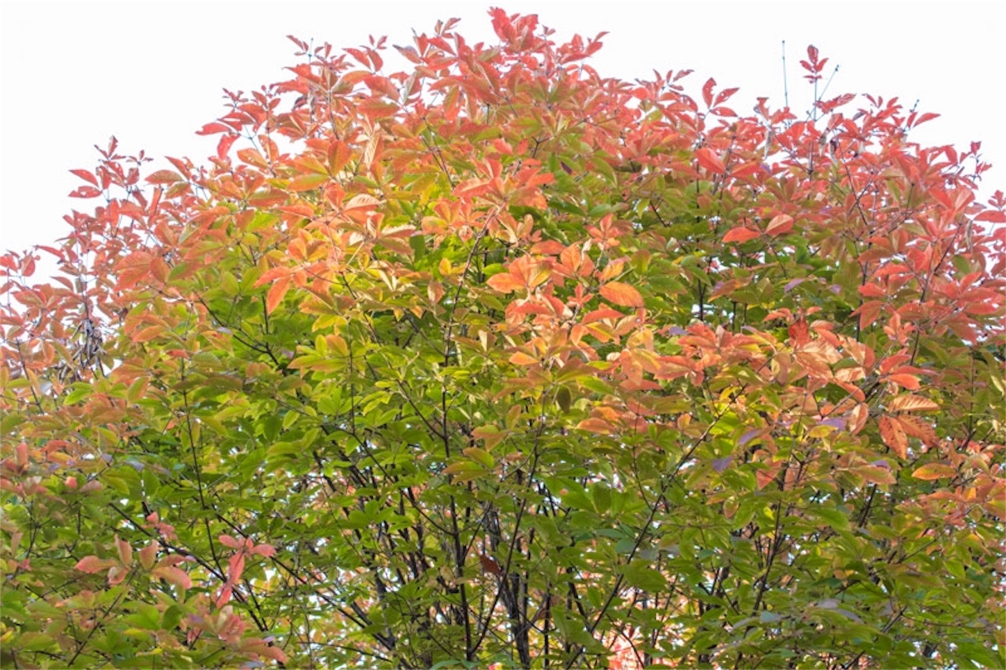 f:id:Jiroviolet:20191113221939j:image f:id:Jiroviolet:20191113221939j:image