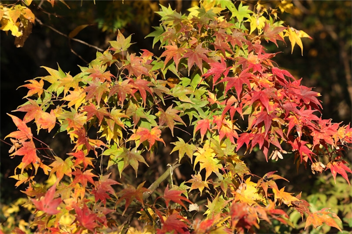 f:id:Jiroviolet:20191214203934j:image f:id:Jiroviolet:20191214203934j:image