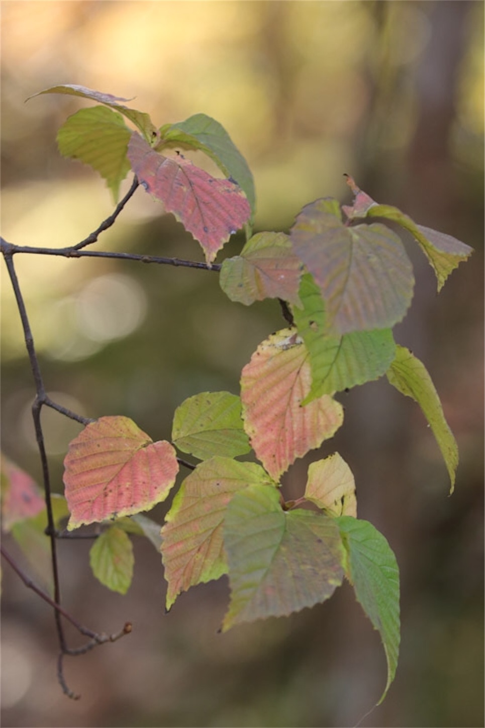 f:id:Jiroviolet:20191214204217j:image f:id:Jiroviolet:20191214204217j:image
