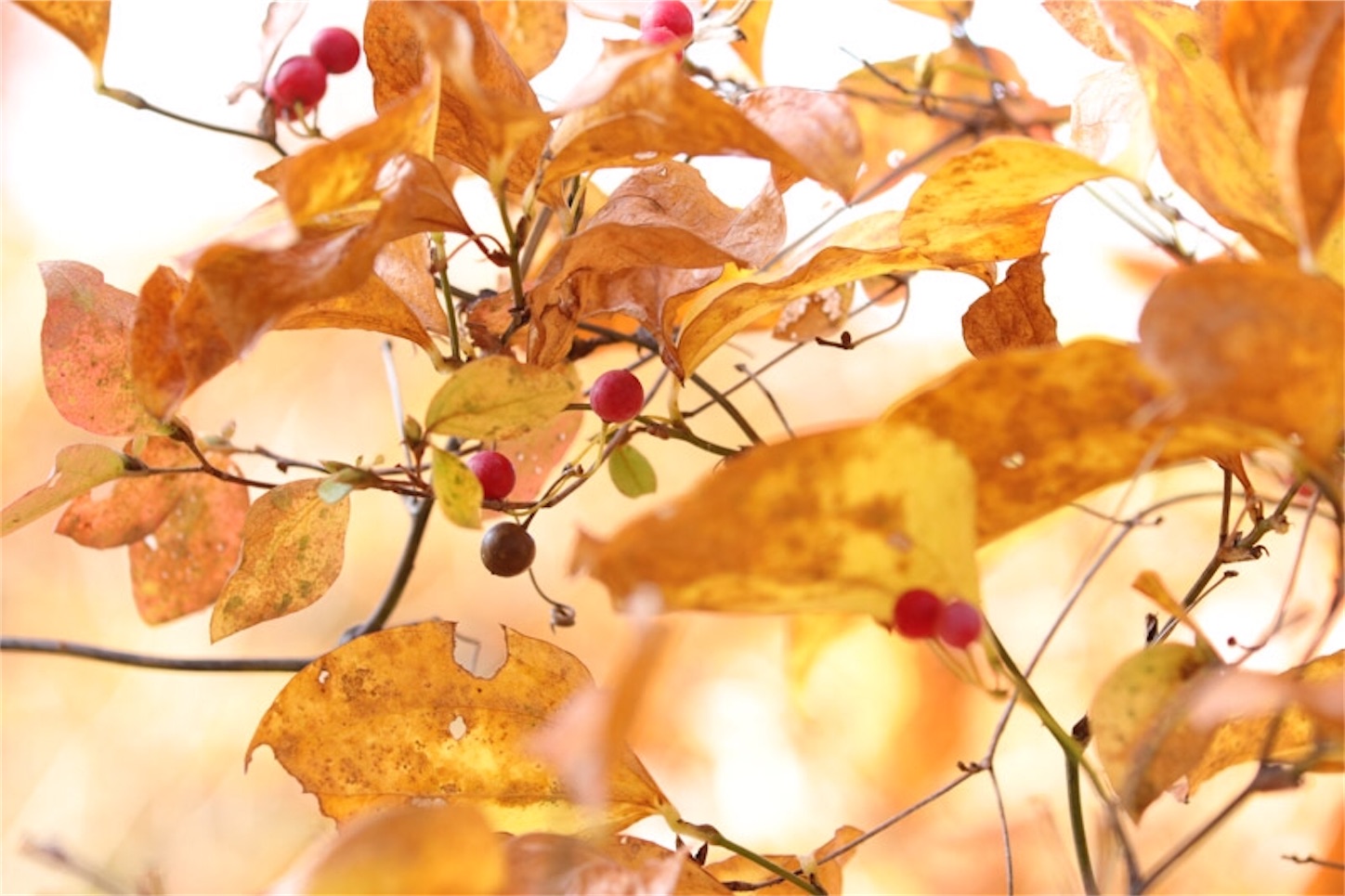 f:id:Jiroviolet:20191214205718j:image f:id:Jiroviolet:20191214205718j:image