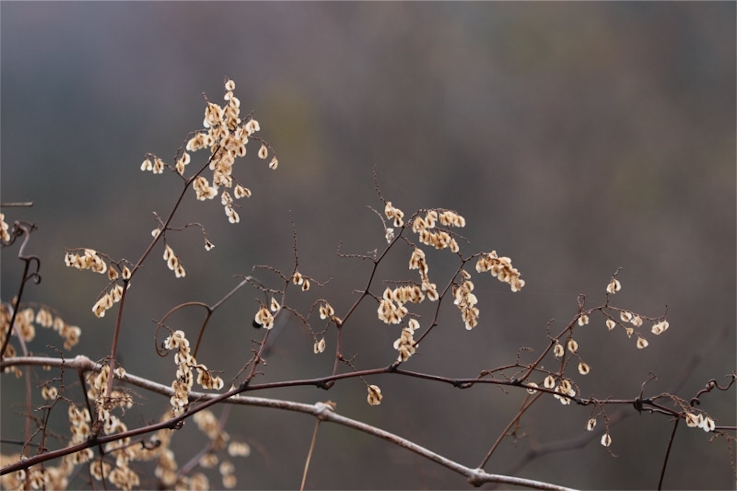 f:id:Jiroviolet:20191228191043j:image