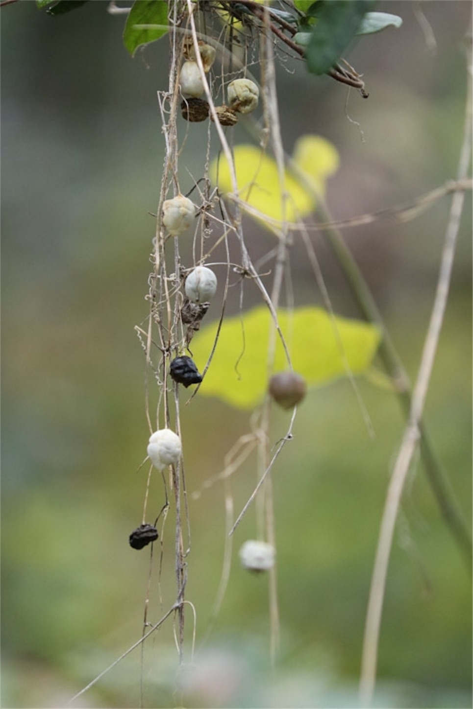 f:id:Jiroviolet:20191228191545j:image