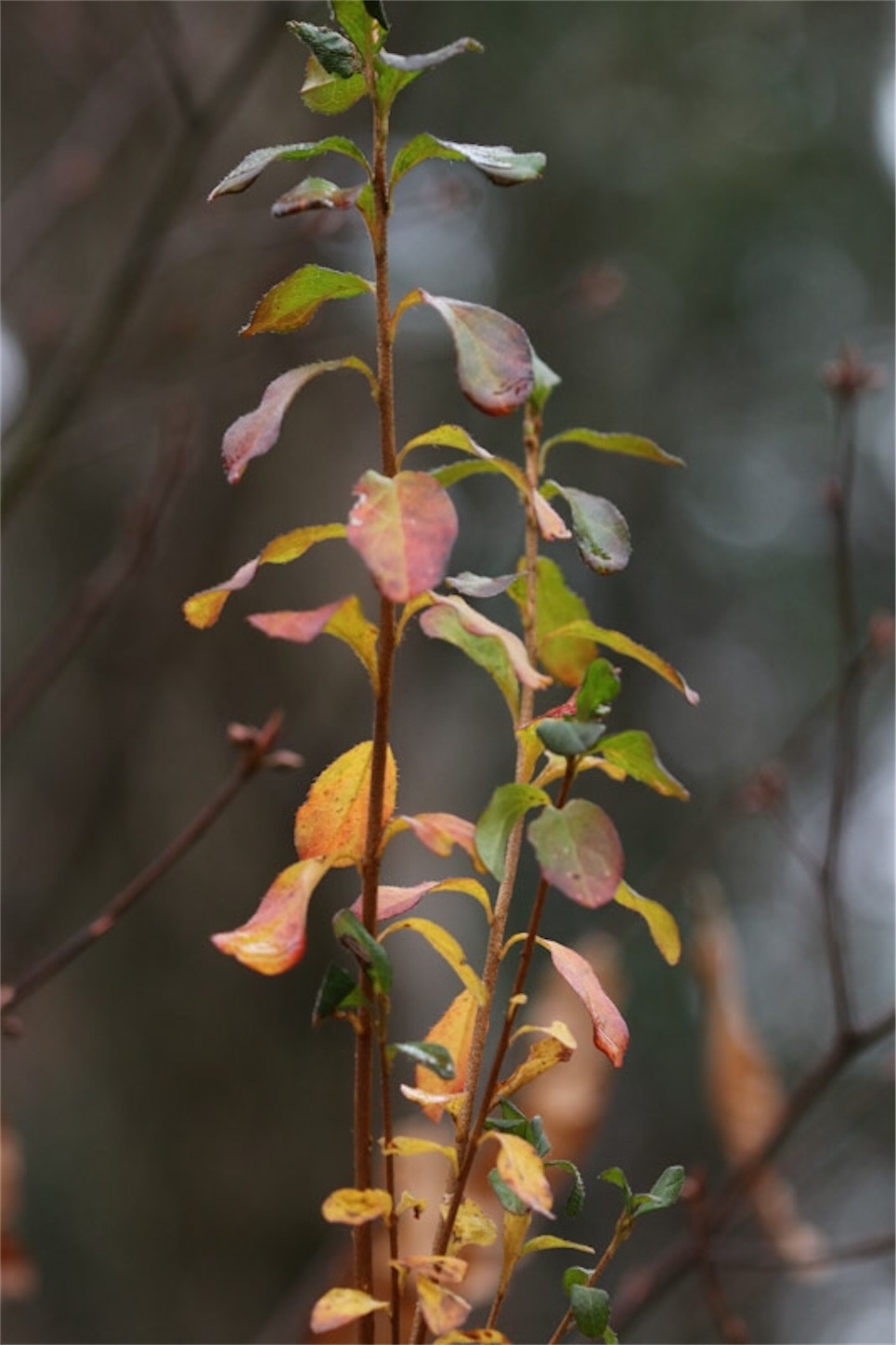 f:id:Jiroviolet:20191228192043j:image