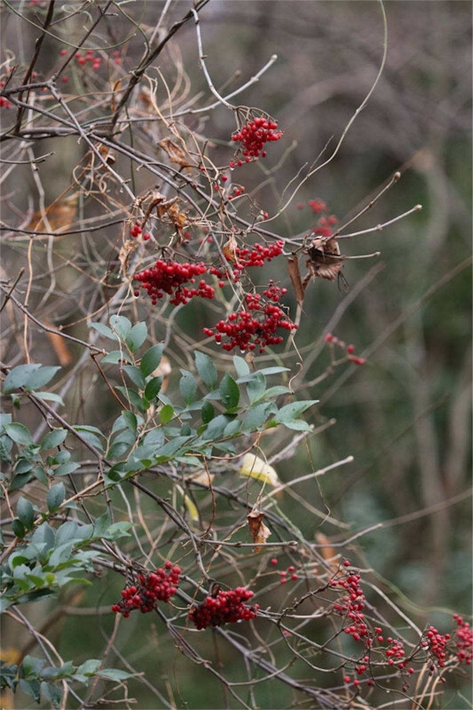 f:id:Jiroviolet:20191228192047j:image