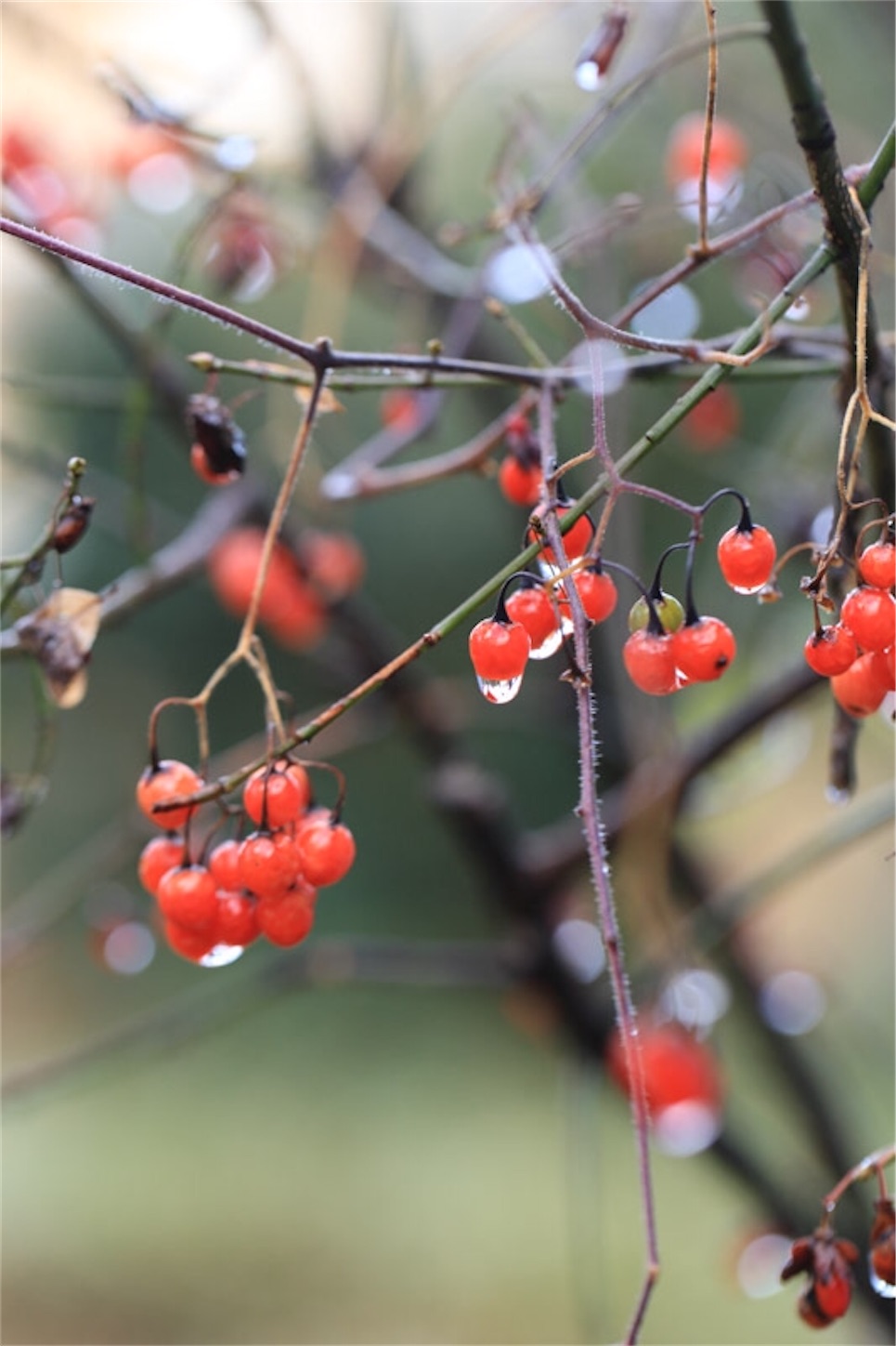 f:id:Jiroviolet:20191228192329j:image