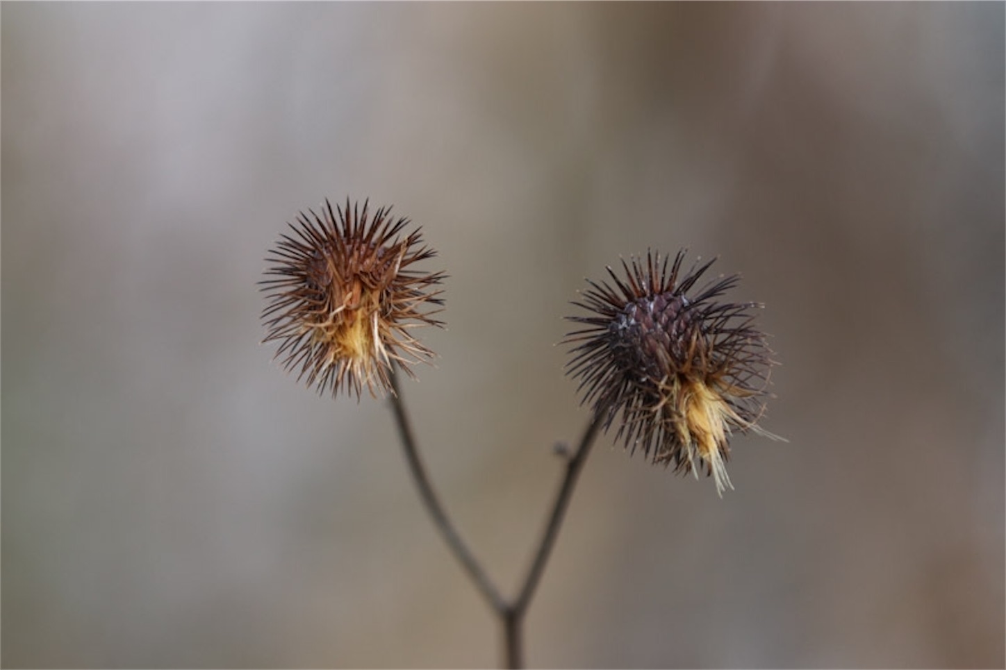 f:id:Jiroviolet:20191228192716j:image