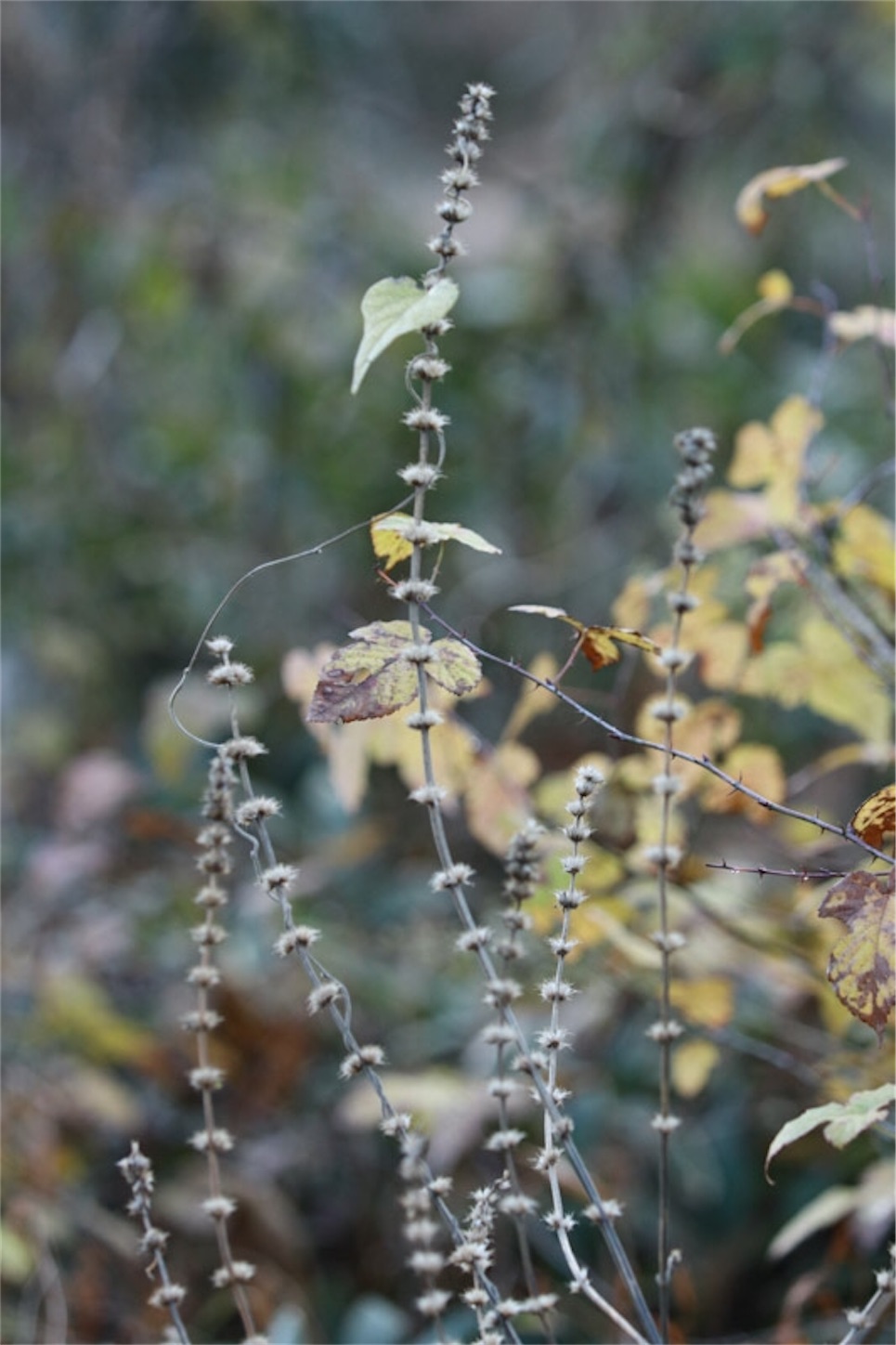 f:id:Jiroviolet:20191228202524j:image