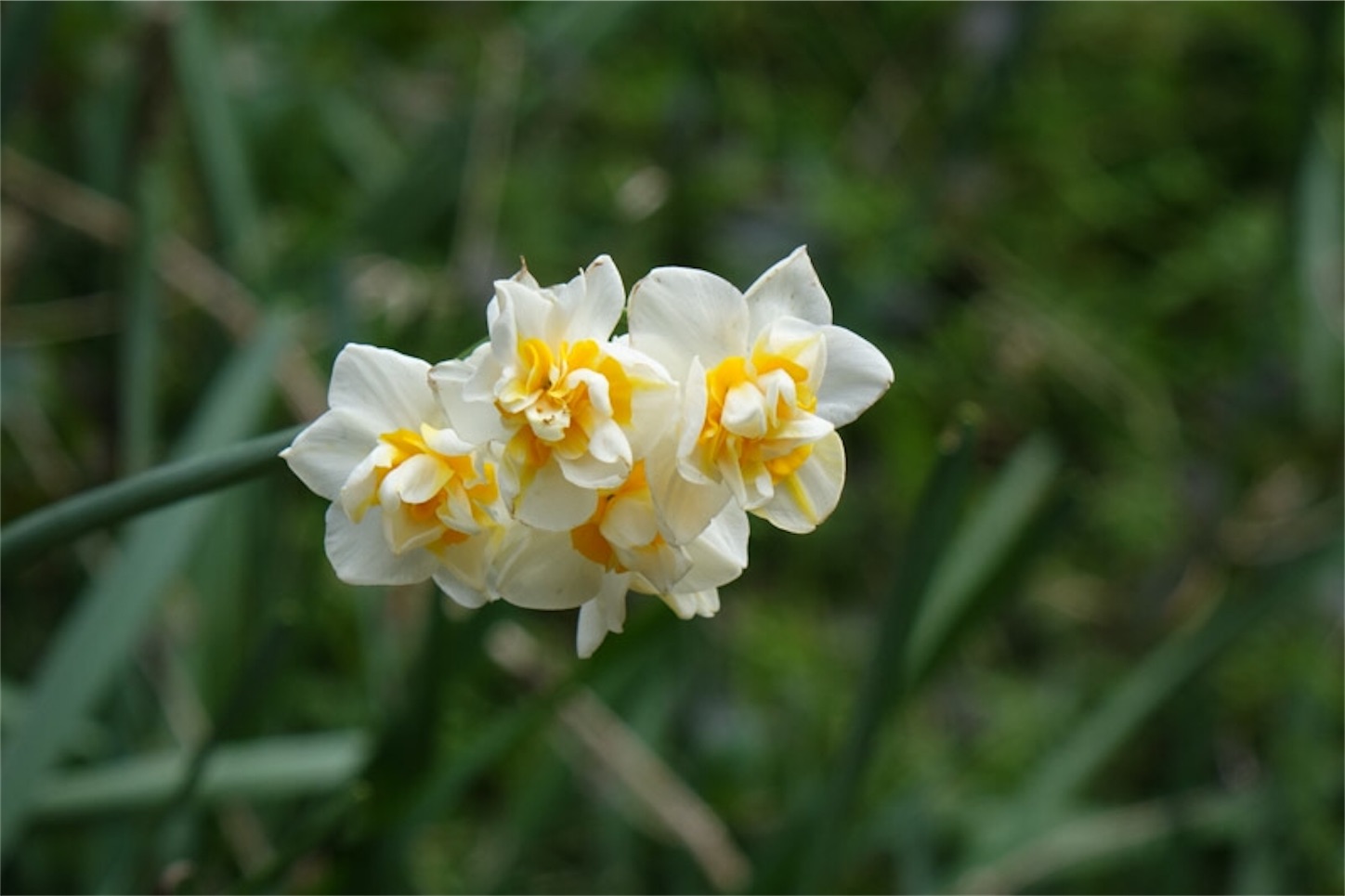 f:id:Jiroviolet:20200125170634j:image f:id:Jiroviolet:20200125170634j:image