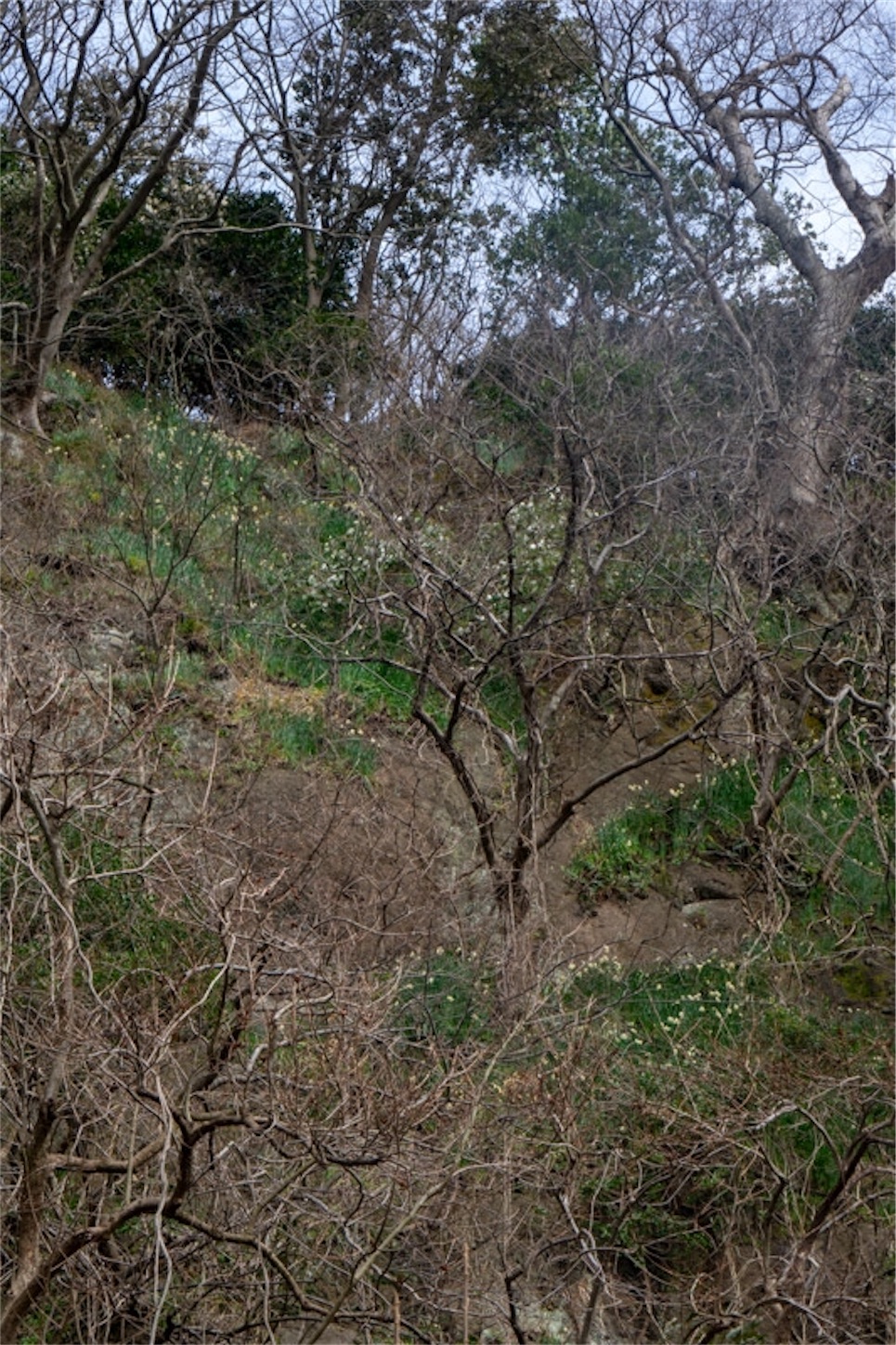 f:id:Jiroviolet:20200125170653j:image f:id:Jiroviolet:20200125170653j:image