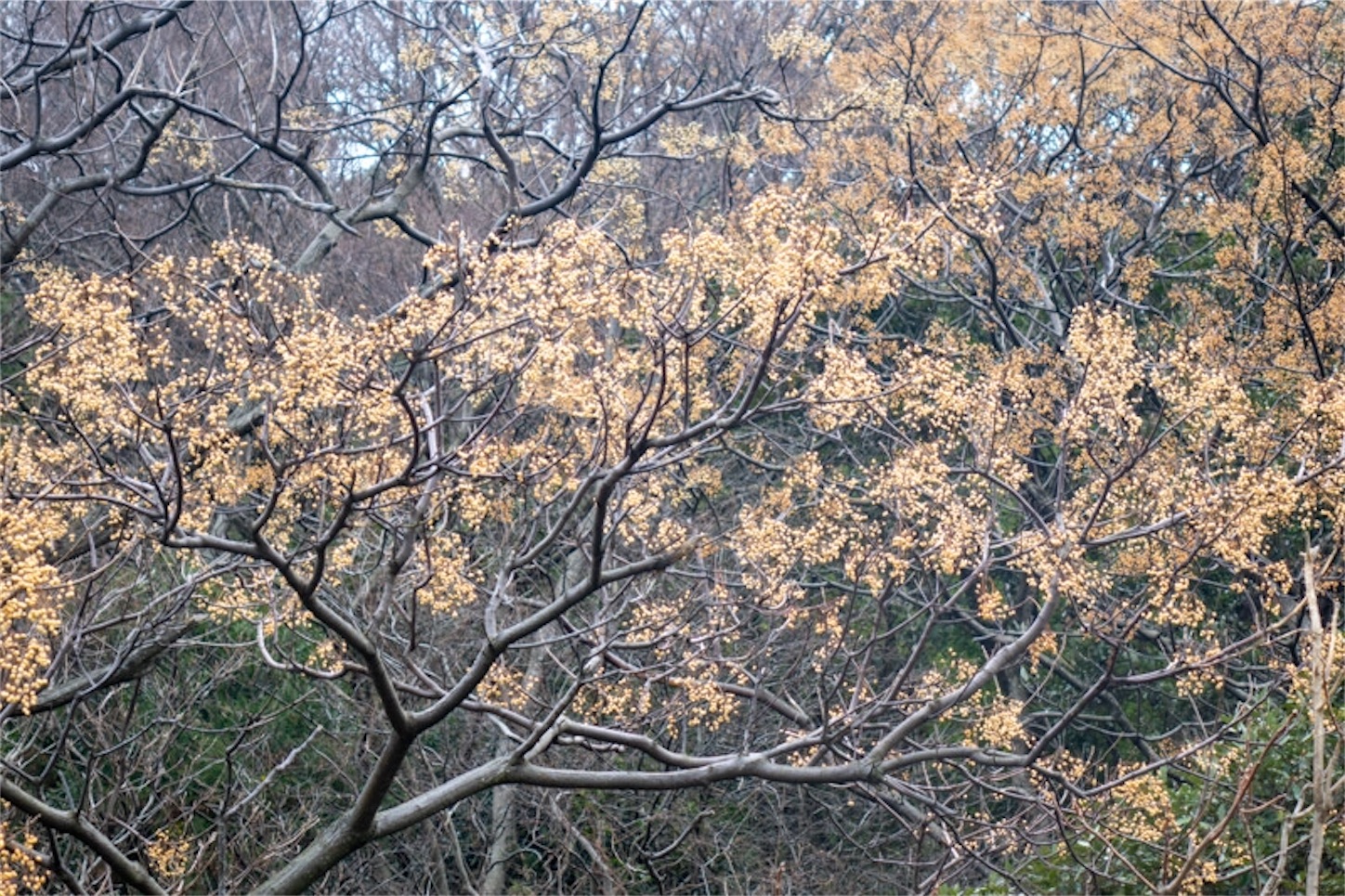 f:id:Jiroviolet:20200125172152j:image f:id:Jiroviolet:20200125172152j:image