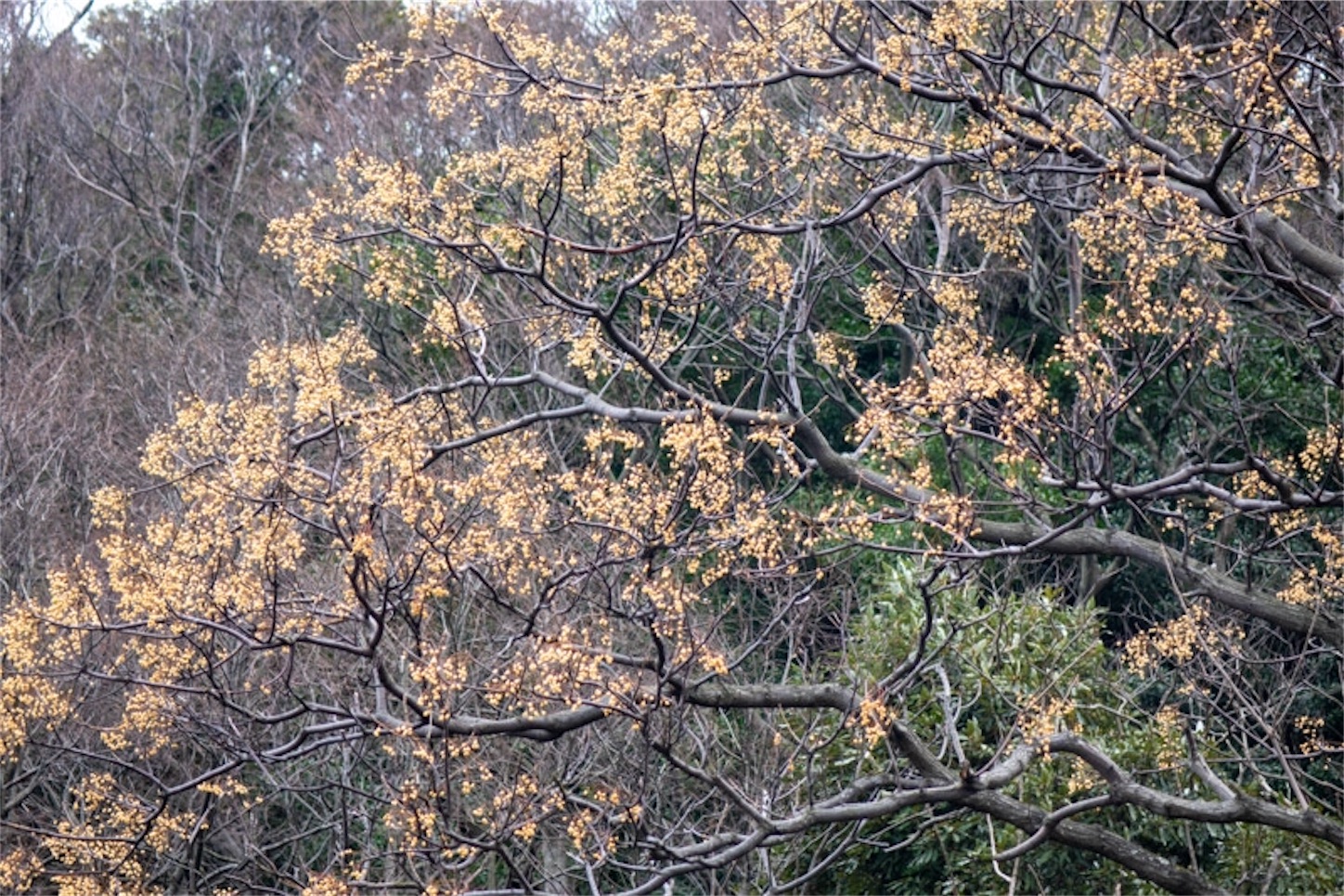 f:id:Jiroviolet:20200125172155j:image f:id:Jiroviolet:20200125172155j:image