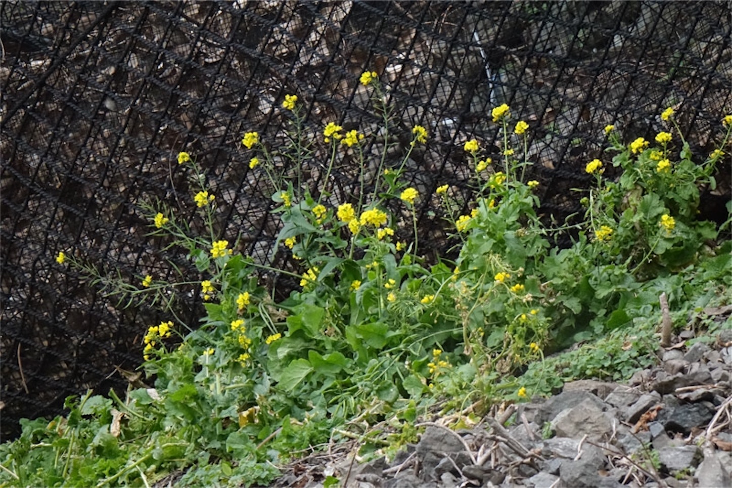 f:id:Jiroviolet:20200125174045j:image f:id:Jiroviolet:20200125174045j:image