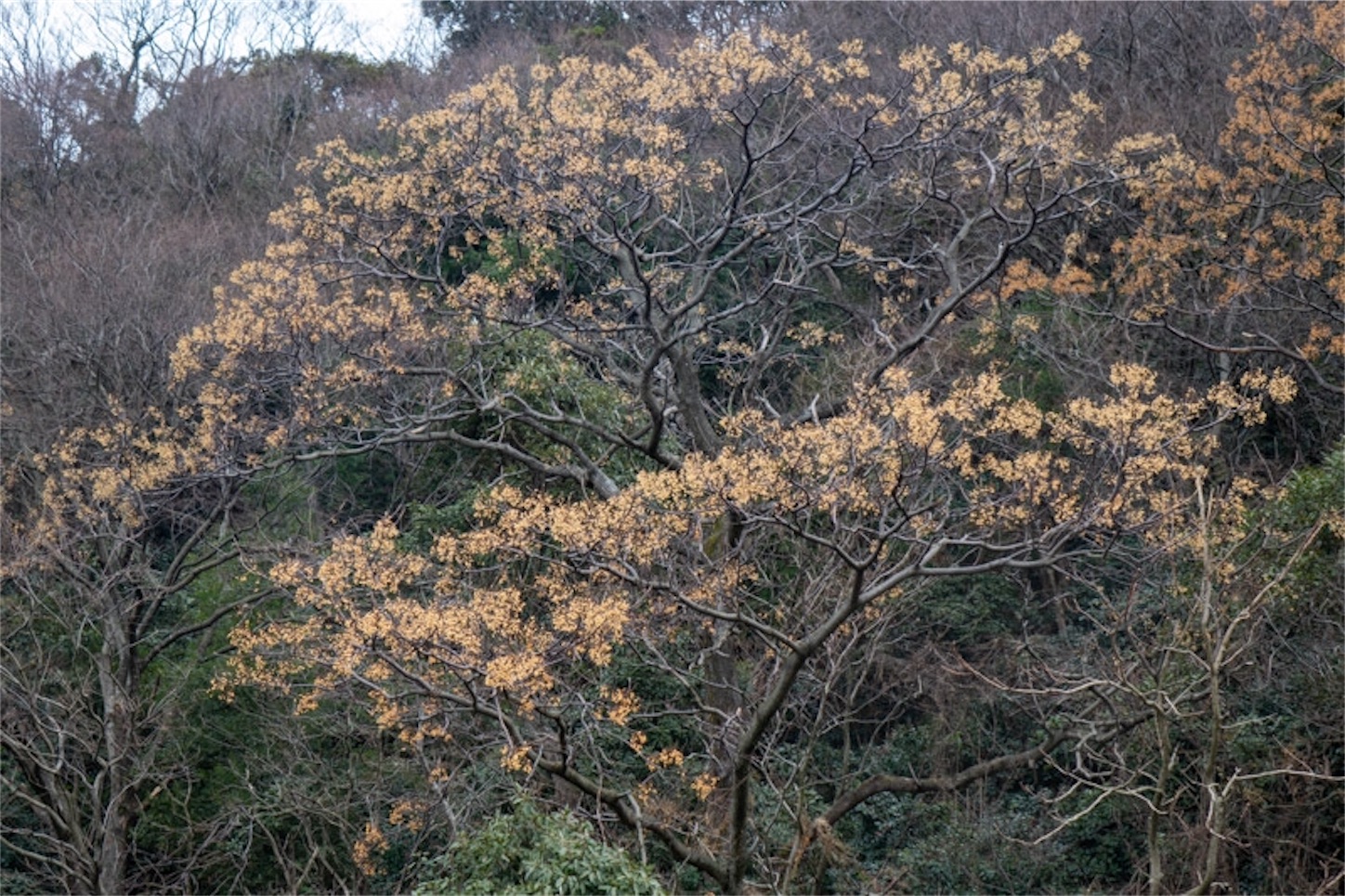 f:id:Jiroviolet:20200127124604j:image f:id:Jiroviolet:20200127124604j:image