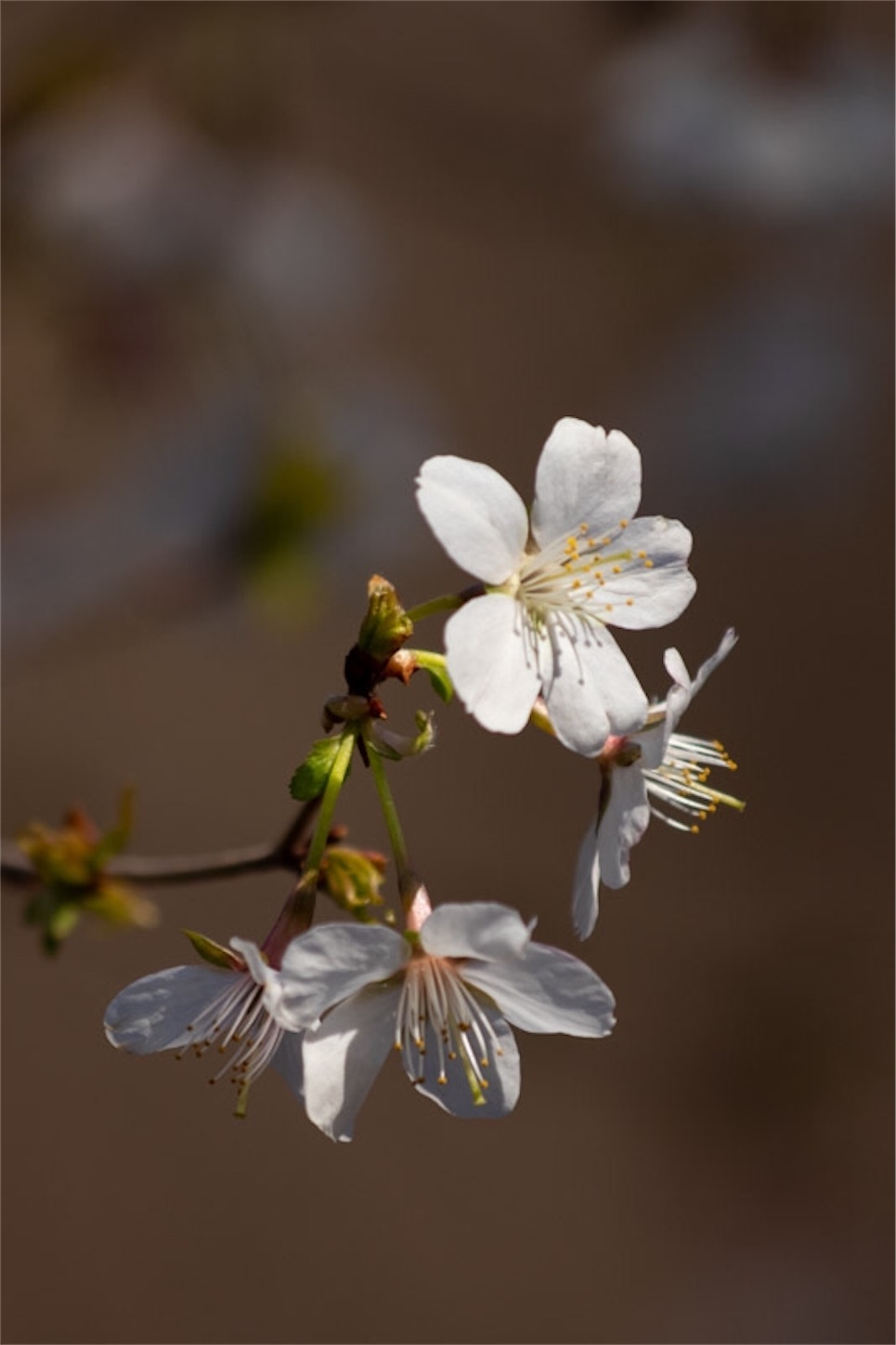 f:id:Jiroviolet:20200320100452j:image