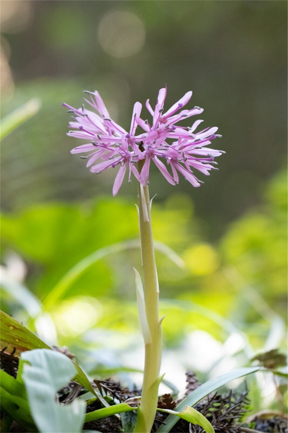 f:id:Jiroviolet:20200320100537j:image