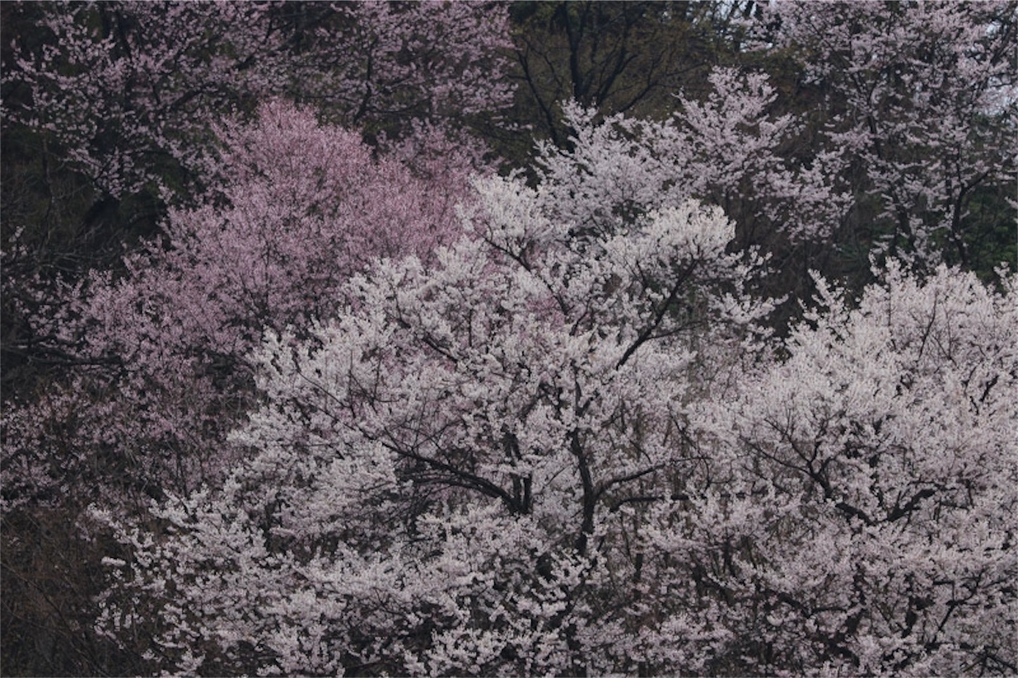 f:id:Jiroviolet:20200327211742j:image
