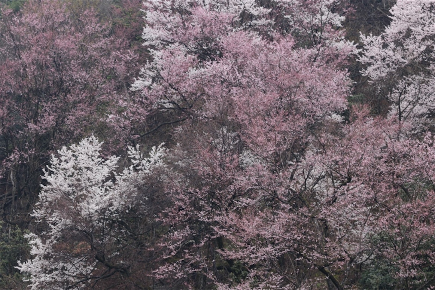 f:id:Jiroviolet:20200327211745j:image