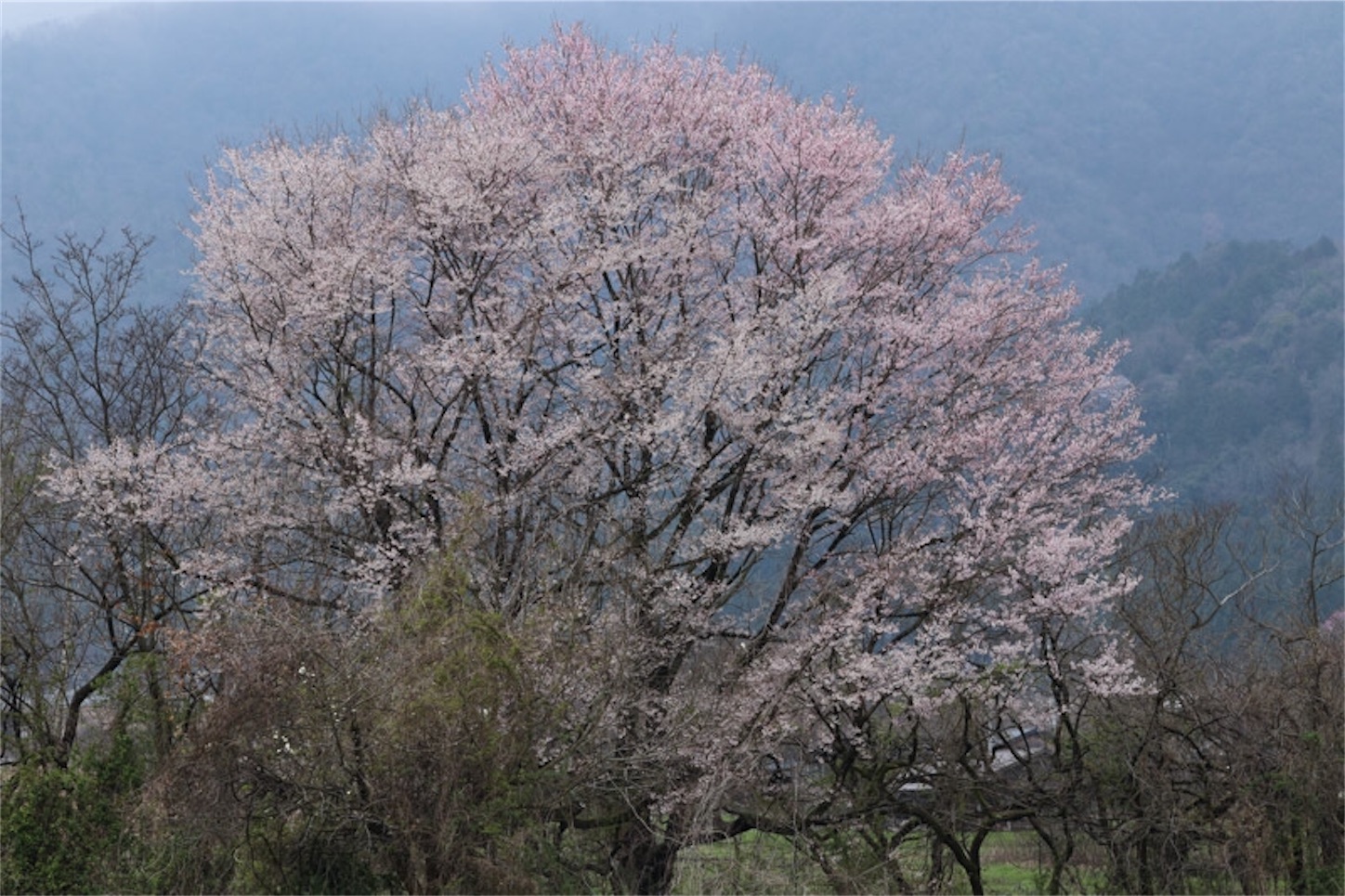 f:id:Jiroviolet:20200327211813j:image