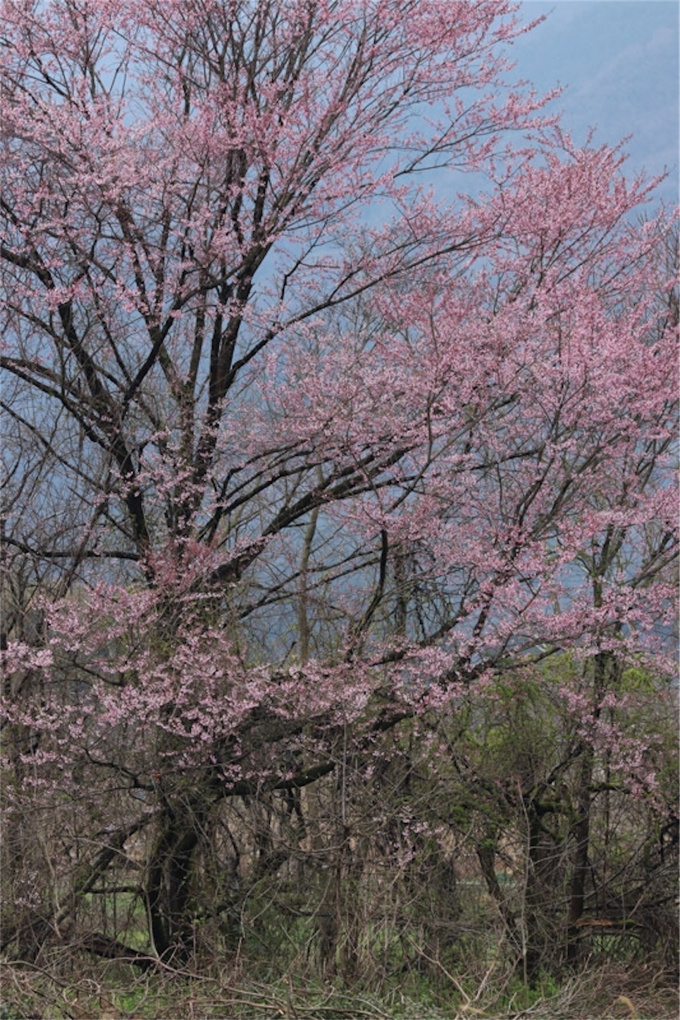 f:id:Jiroviolet:20200327211829j:image