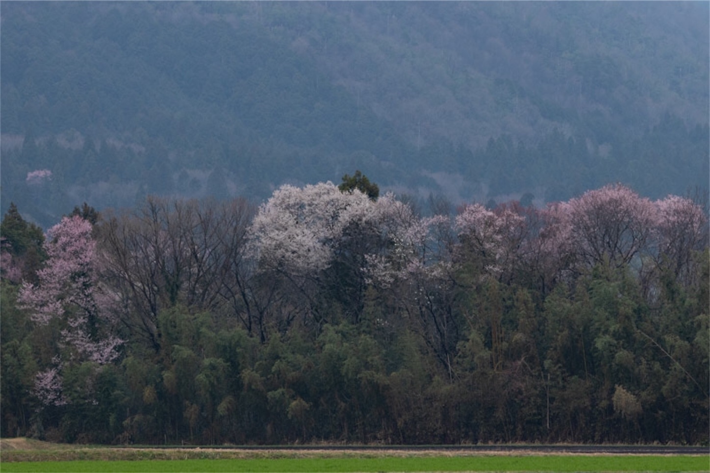 f:id:Jiroviolet:20200327211849j:image