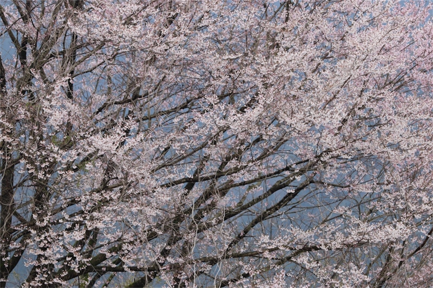 f:id:Jiroviolet:20200327211930j:image