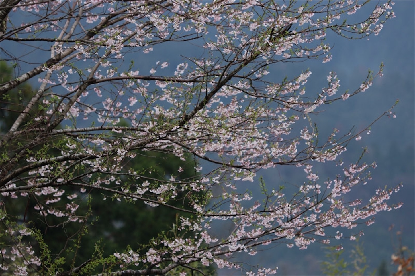 f:id:Jiroviolet:20200327211933j:image