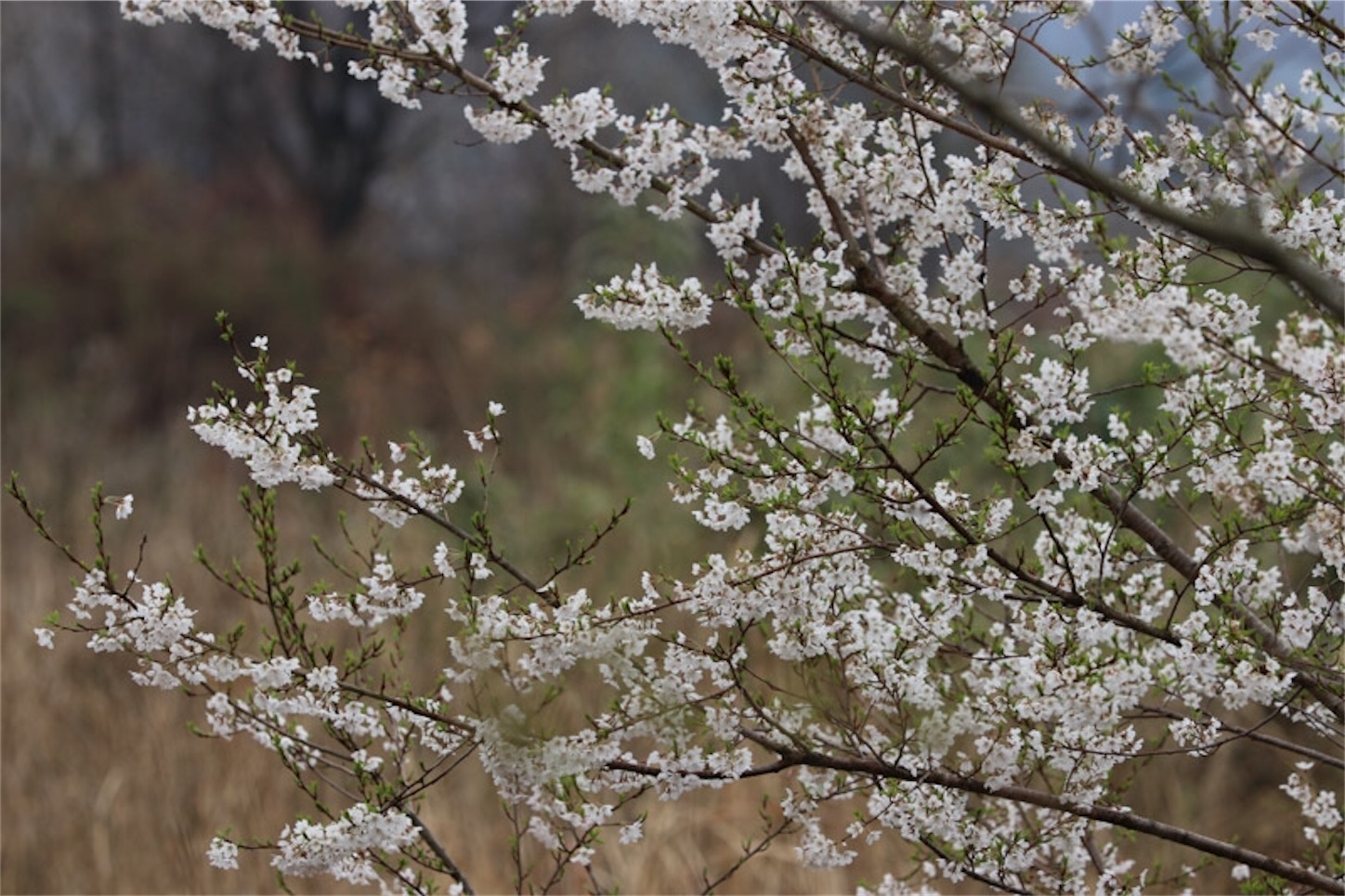 f:id:Jiroviolet:20200327211937j:image