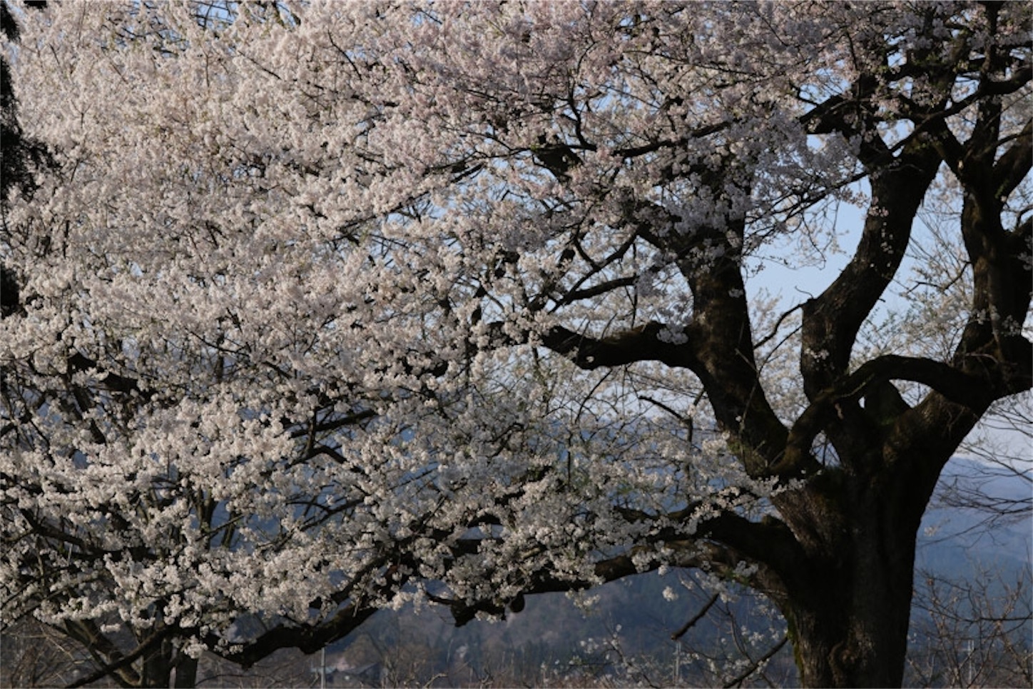 f:id:Jiroviolet:20200405094944j:image