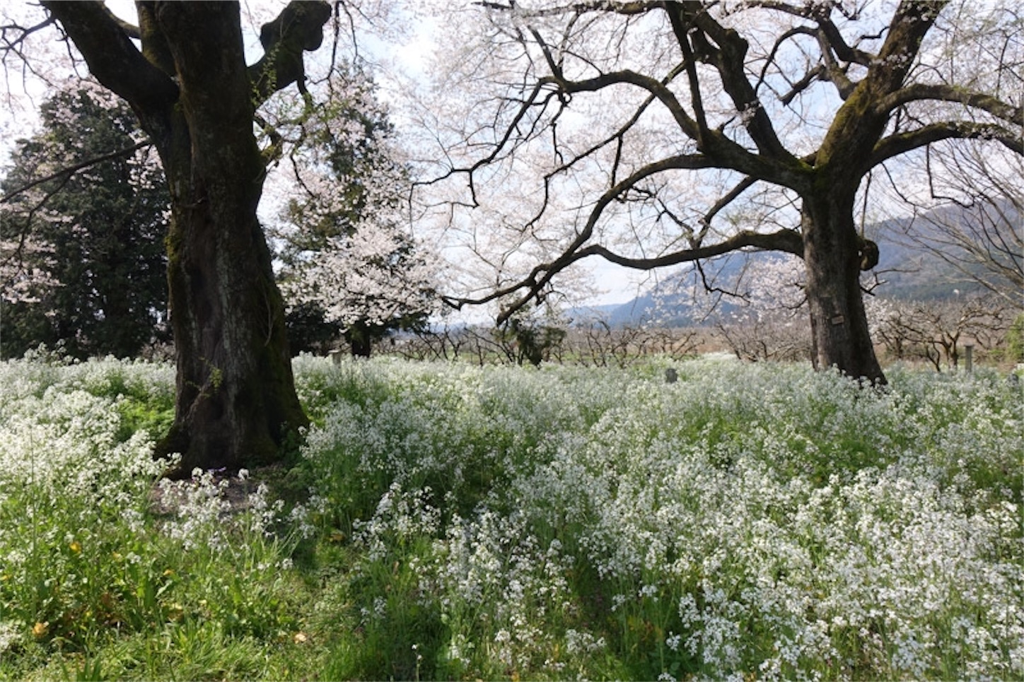 f:id:Jiroviolet:20200405095025j:image