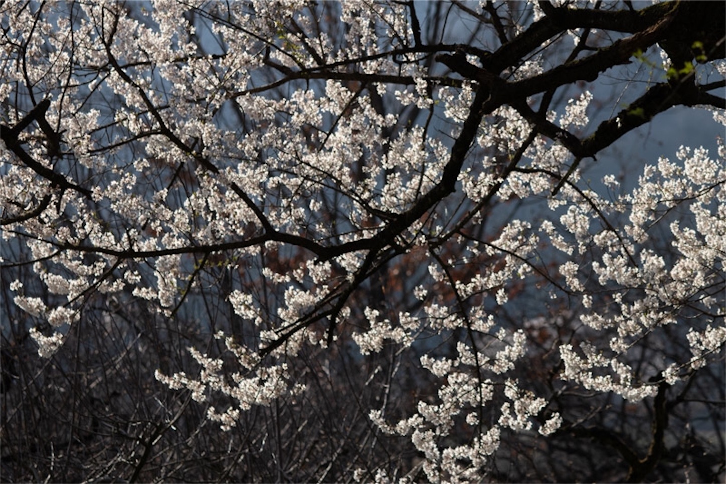 f:id:Jiroviolet:20200405095218j:image
