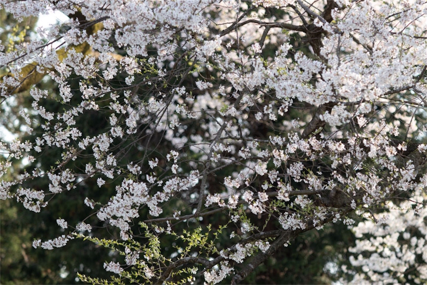 f:id:Jiroviolet:20200405095223j:image