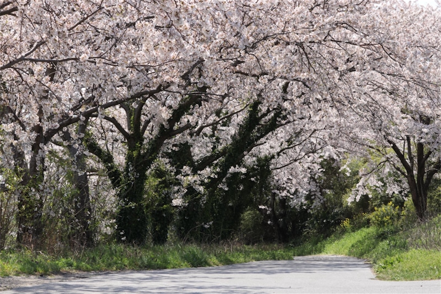 f:id:Jiroviolet:20200413140619j:image