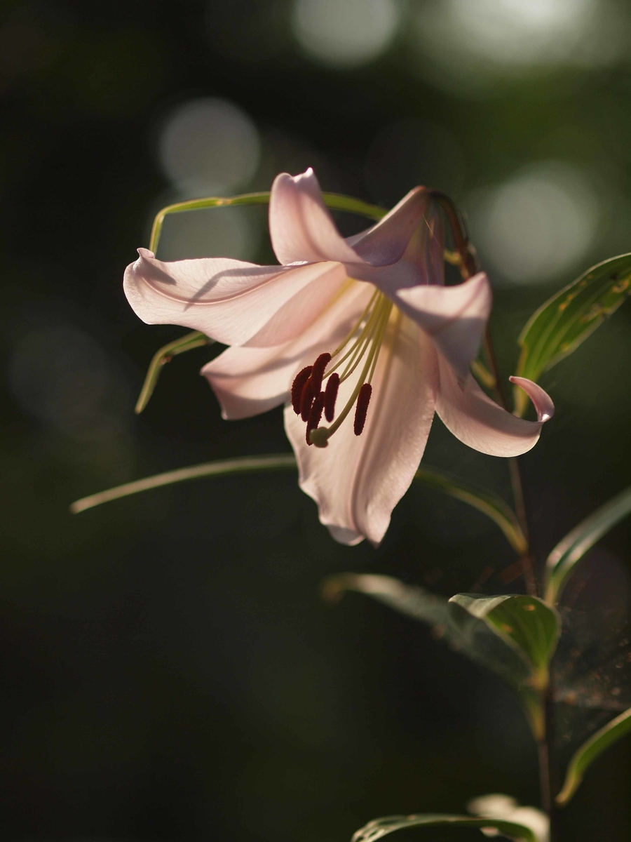 f:id:Jiroviolet:20200622175831j:plain f:id:Jiroviolet:20200622175831j:plain