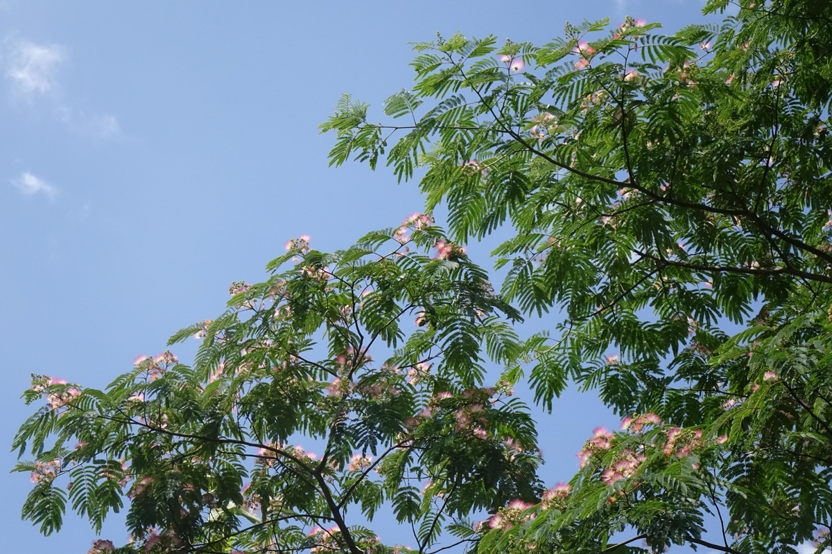 f:id:Jiroviolet:20200703141410j:plain