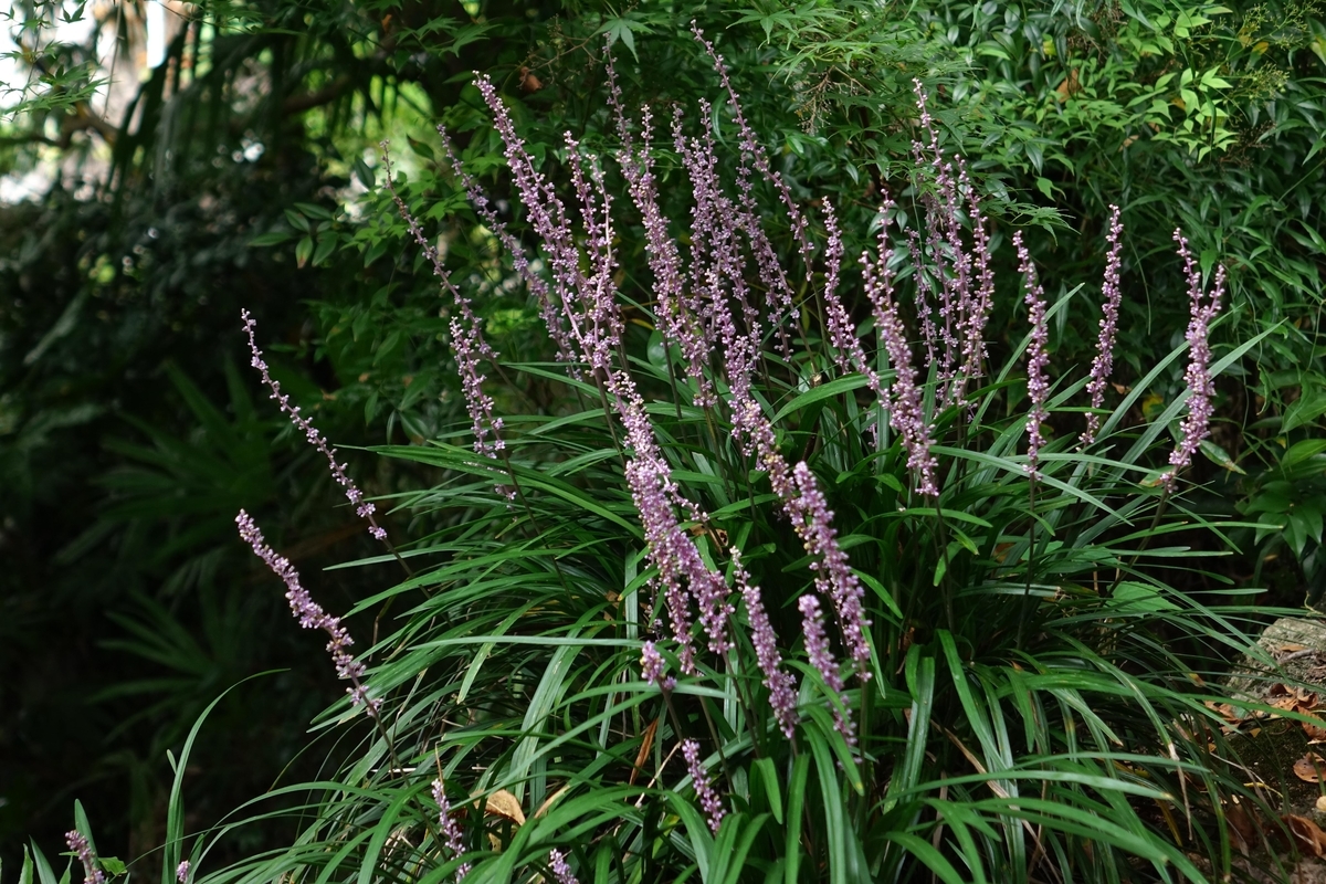 f:id:Jiroviolet:20200828133129j:plain f:id:Jiroviolet:20200828133129j:plain