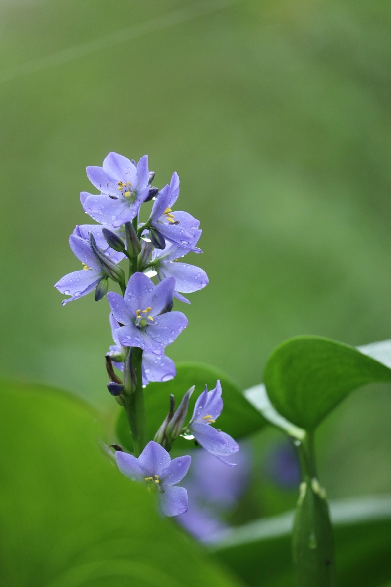 f:id:Jiroviolet:20200906133744j:plain