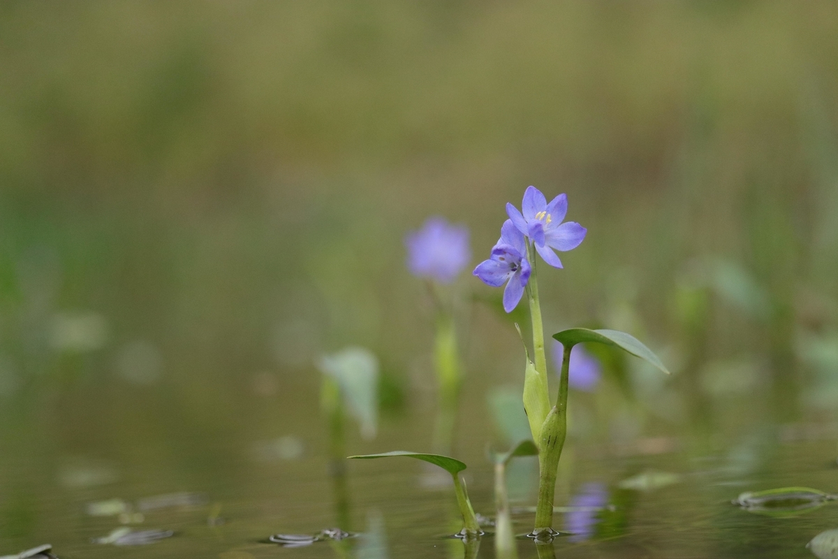f:id:Jiroviolet:20200906133812j:plain