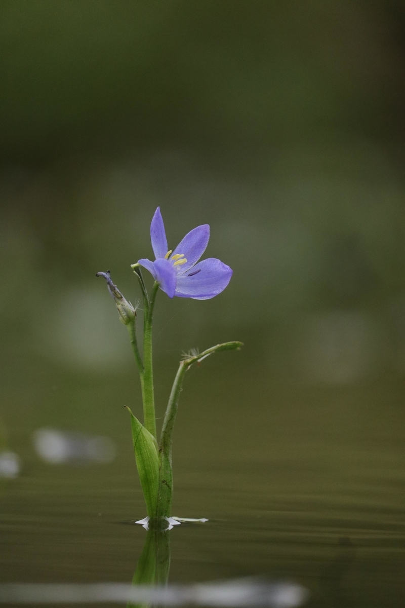 f:id:Jiroviolet:20200906133819j:plain