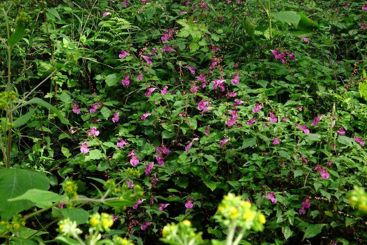 f:id:Jiroviolet:20201008132312j:plain f:id:Jiroviolet:20201008132312j:plain