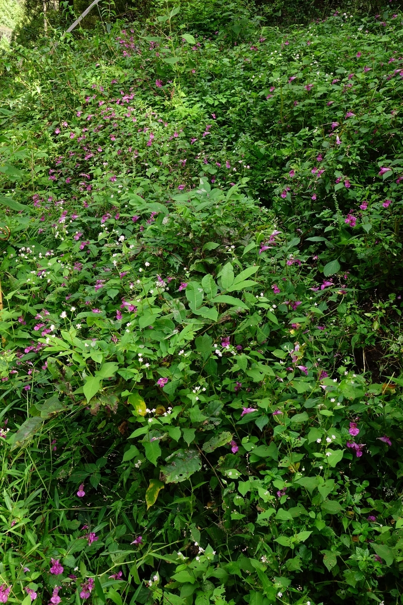 f:id:Jiroviolet:20201008132323j:plain f:id:Jiroviolet:20201008132323j:plain