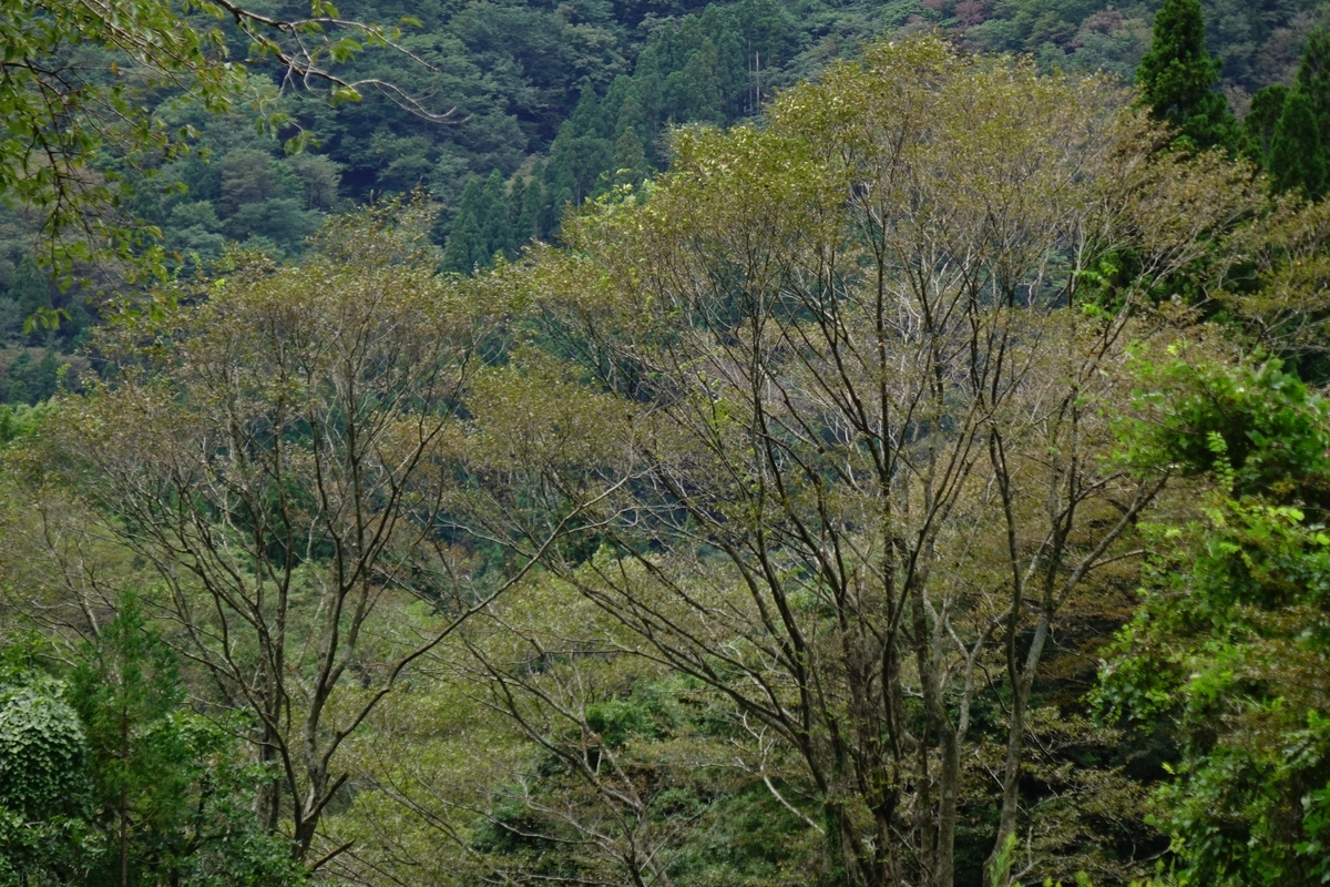 f:id:Jiroviolet:20201008132456j:plain f:id:Jiroviolet:20201008132456j:plain
