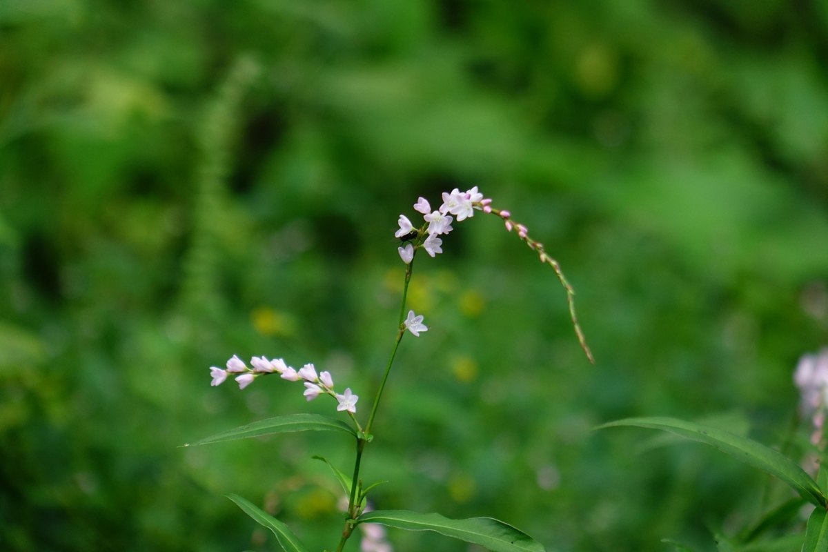 f:id:Jiroviolet:20201008132523j:plain f:id:Jiroviolet:20201008132523j:plain