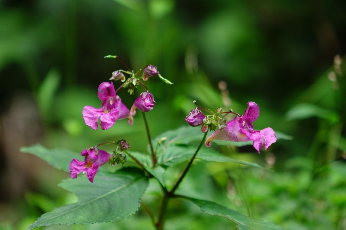 f:id:Jiroviolet:20201008134317j:plain f:id:Jiroviolet:20201008134317j:plain