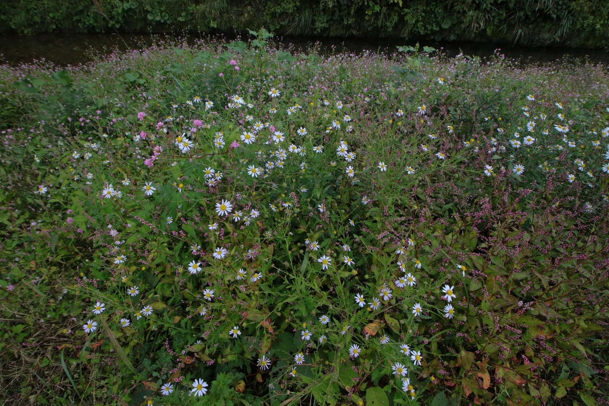 f:id:Jiroviolet:20201009181328j:plain
