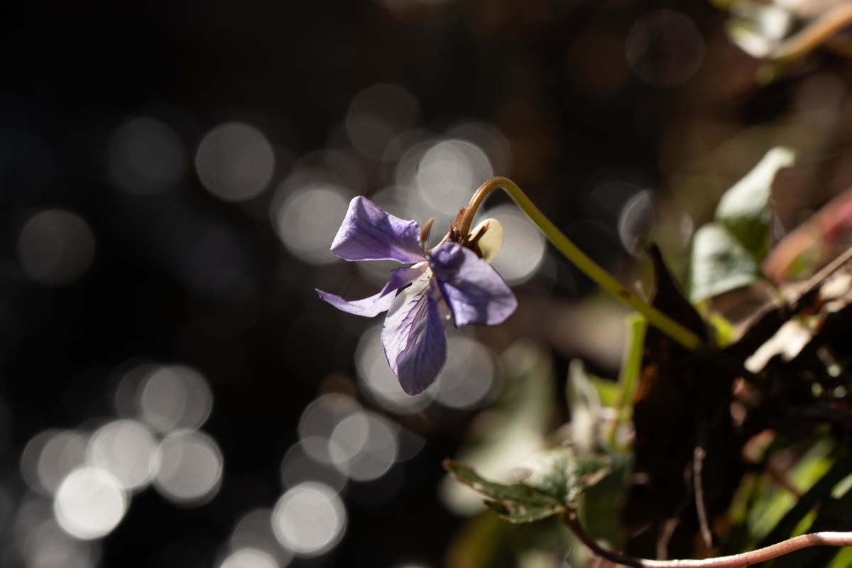 f:id:Jiroviolet:20210309160534j:plain