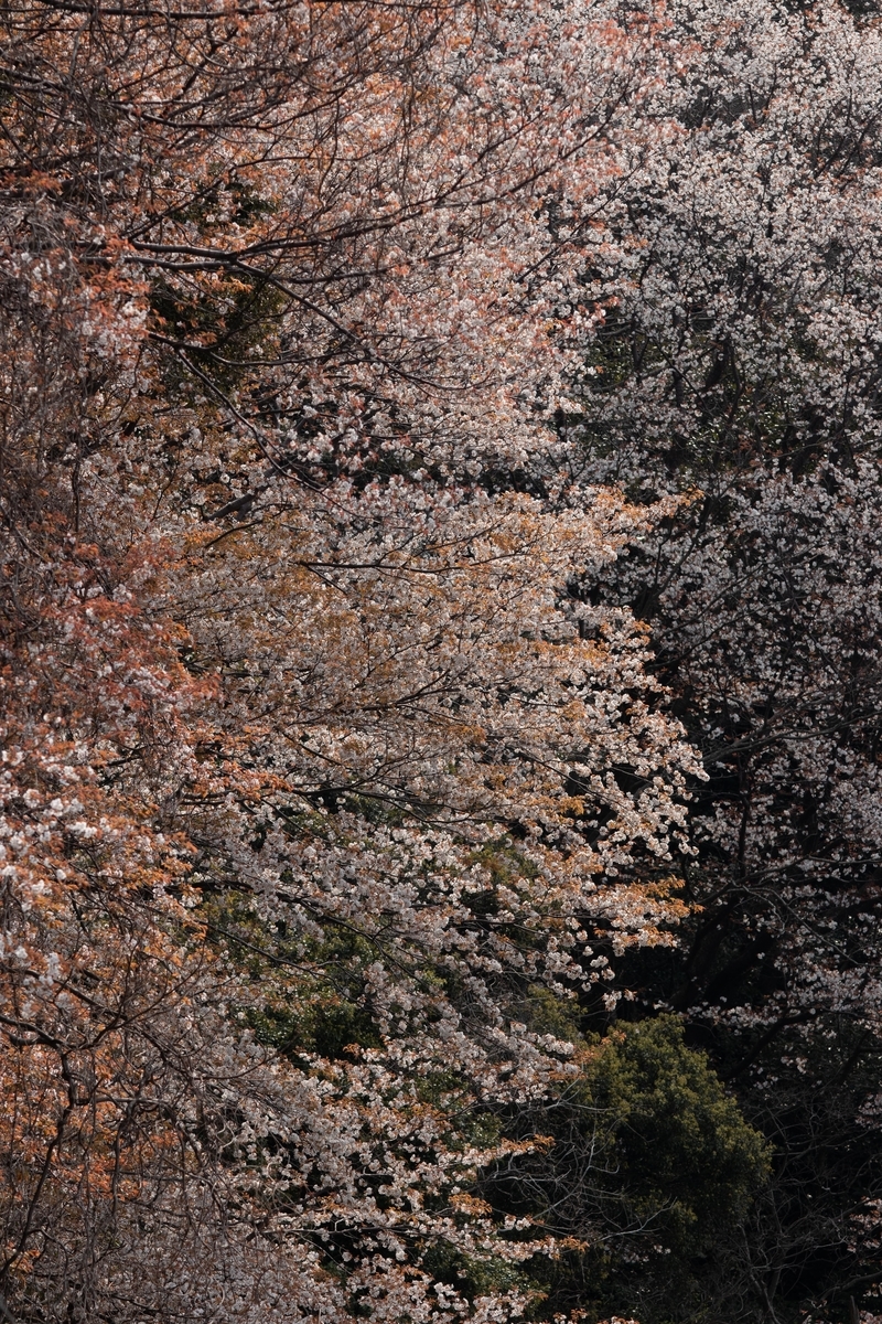 f:id:Jiroviolet:20210416101820j:plain